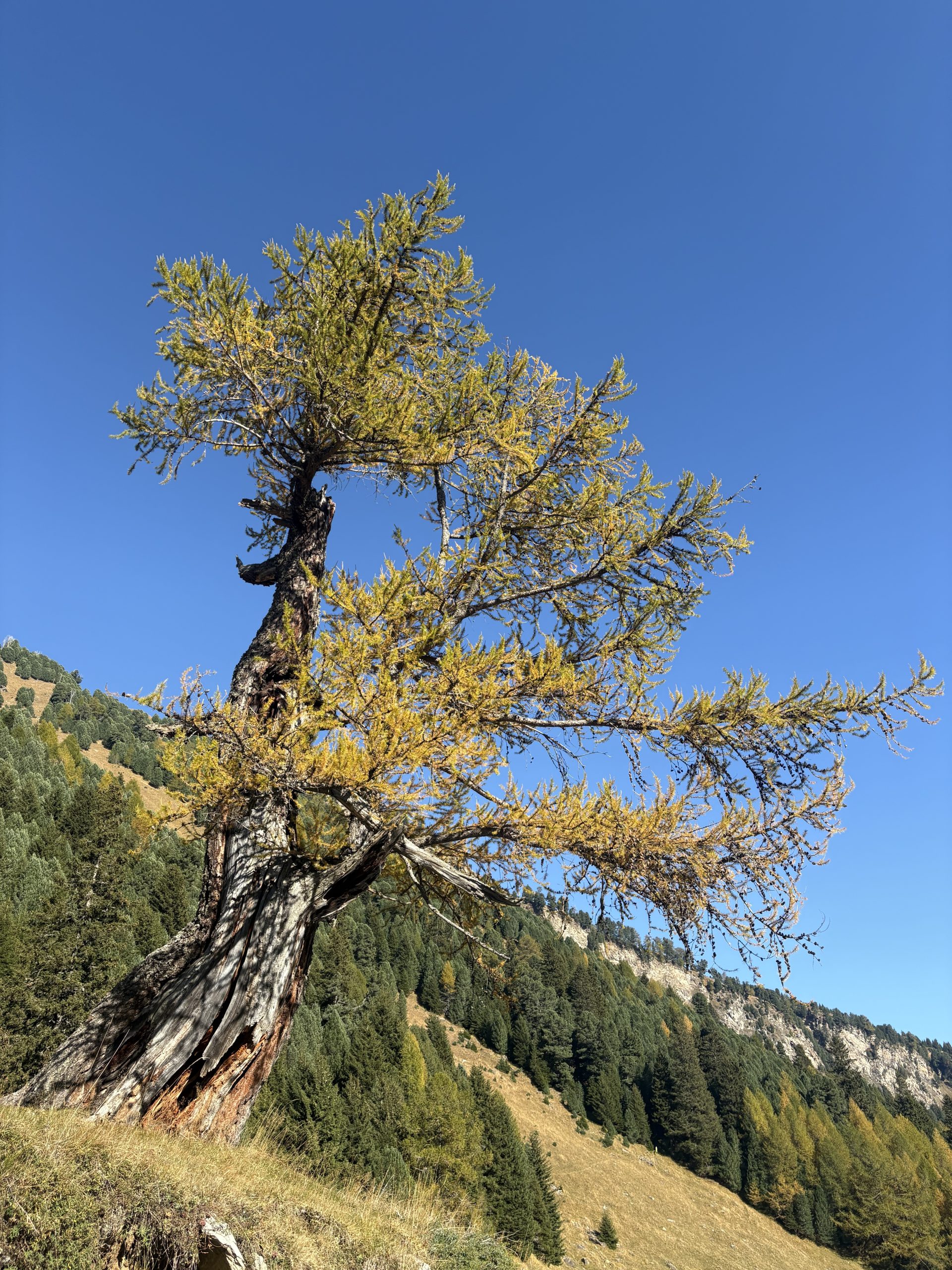 Esperti nella Cura degli Alberi